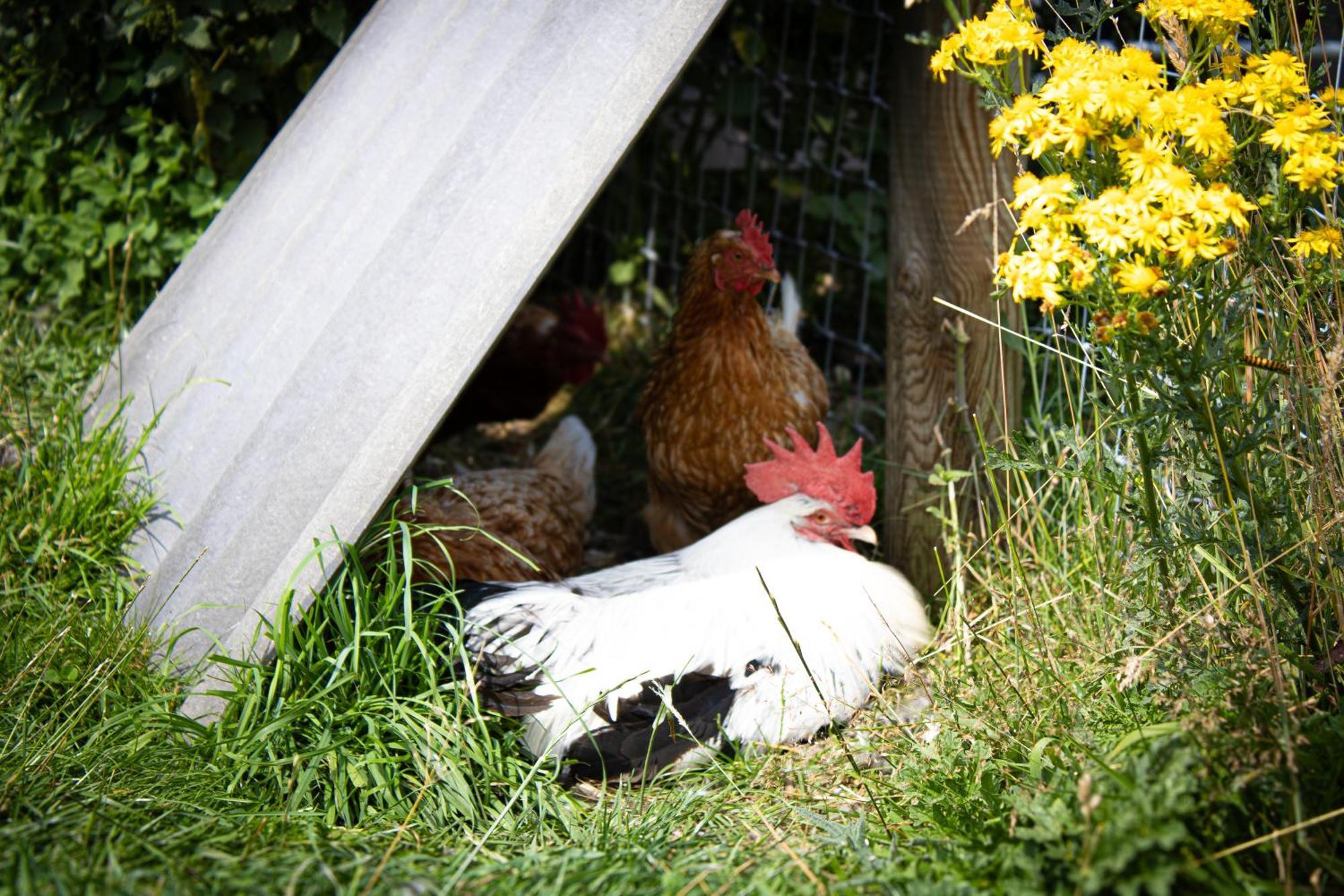 Home Farm & Lodge بوتري المظهر الخارجي الصورة