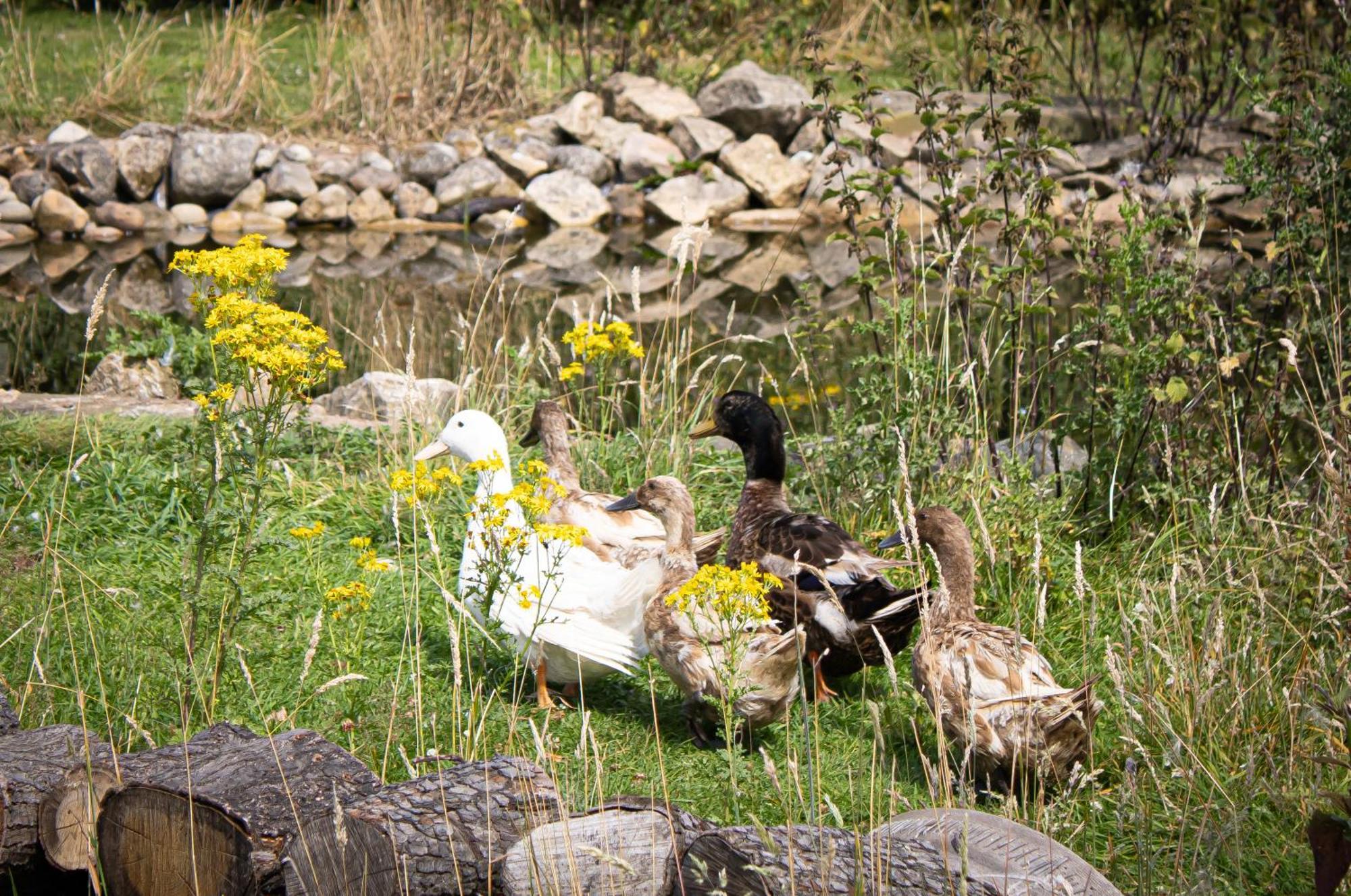 Home Farm & Lodge بوتري المظهر الخارجي الصورة
